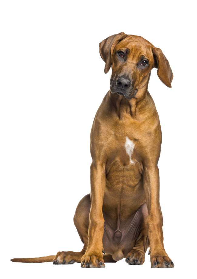 Toto Insurance - Get instant Quote