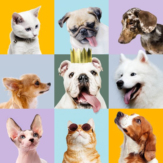 pet health insurance